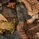 Illustration for article titled Can you detect the stealth animals hiding in all these pictures?